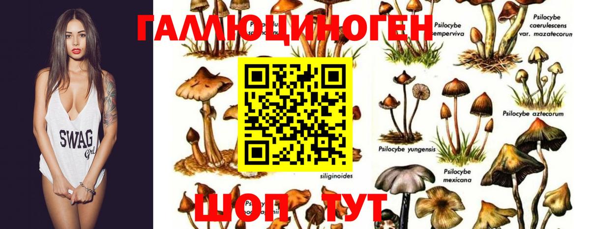Псилоцибиновые грибы прущие грибы Удомля
